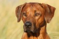 /album/rhodesian-ridgeback/a53818336-rhodesianridgeback142copy-jpg/