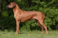 /album/rhodesian-ridgeback/dsc-5875-1-008-jpg/