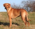 /album/rhodesian-ridgeback/reinrassige-rhodesian-ridgeback-foto-bild-44674286-jpg/