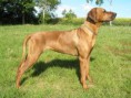 /album/rhodesian-ridgeback/p4060601-jpg/
