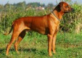 /album/rhodesian-ridgeback/kryci-pes-2-jpg/