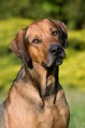 /album/rhodesian-ridgeback/rhodesianridgeback-jpg/