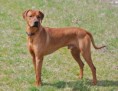 /album/rhodesian-ridgeback/rhodesian-ridgeback-7-jpg/