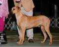 /album/rhodesian-ridgeback/victor-button-jpg/