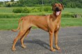 /album/rhodesian-ridgeback/stenata-rhodesky-ridgeback-6287014-jpg/