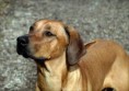 /album/rhodesian-ridgeback/tierfotografie-rhodesian-ridgeback-hundin-sheva-braun-animal-510x510-jpg/