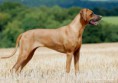 /album/rhodesian-ridgeback/rhodesian-ridgeback-sabayuma-03-jpg/